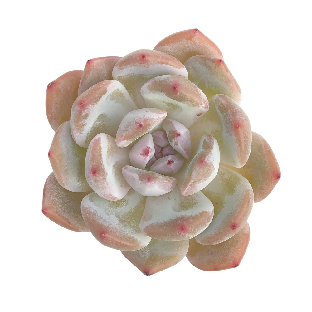 heart succulent echeveria cheyenne Echeveria Heart Angel, New Hybrid – Cedar Creek Farmhouse