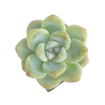 SPECIAL! JUST CART!! Echeveria Ice Green