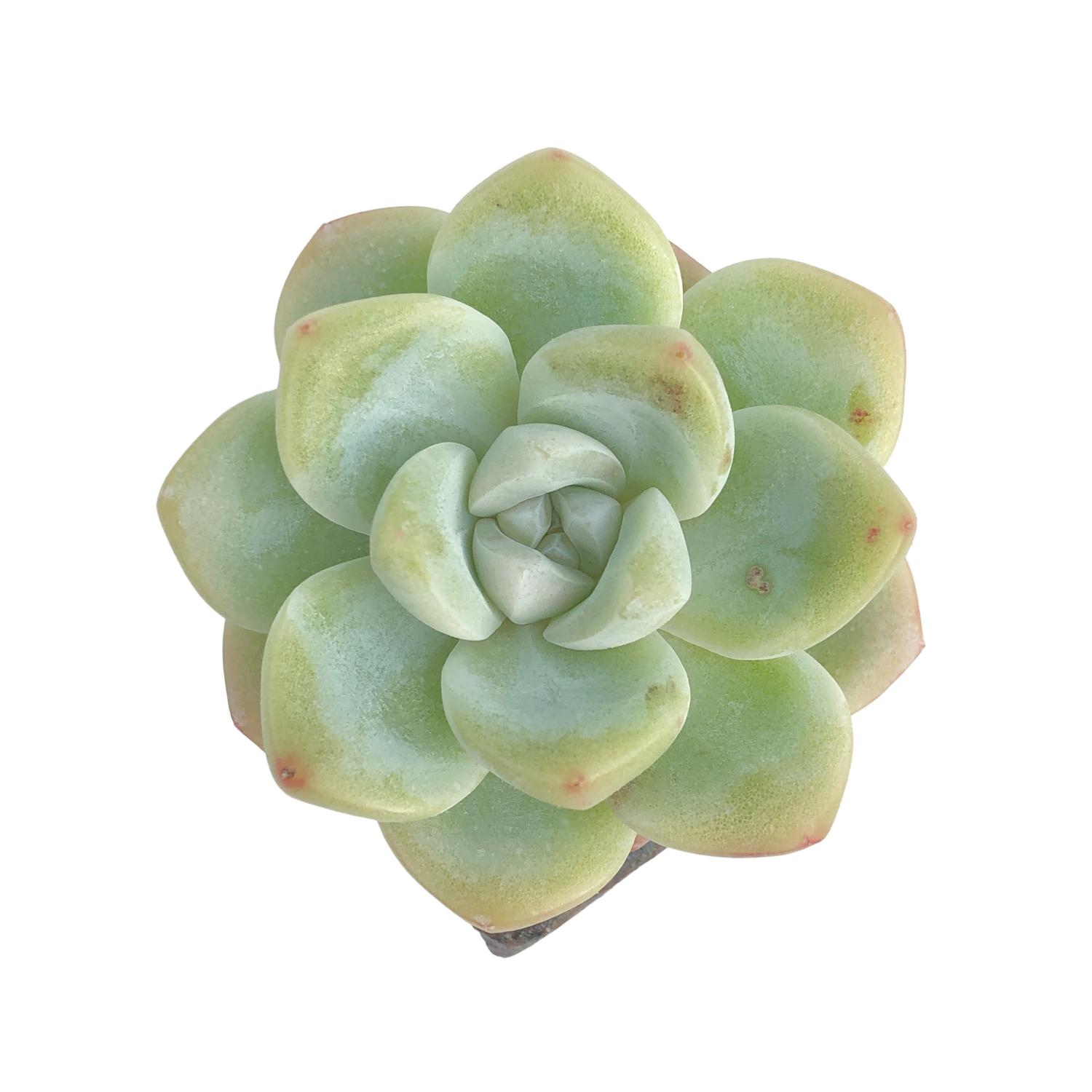 SALE! Echeveria Miss Jean – Cedar Creek Farmhouse