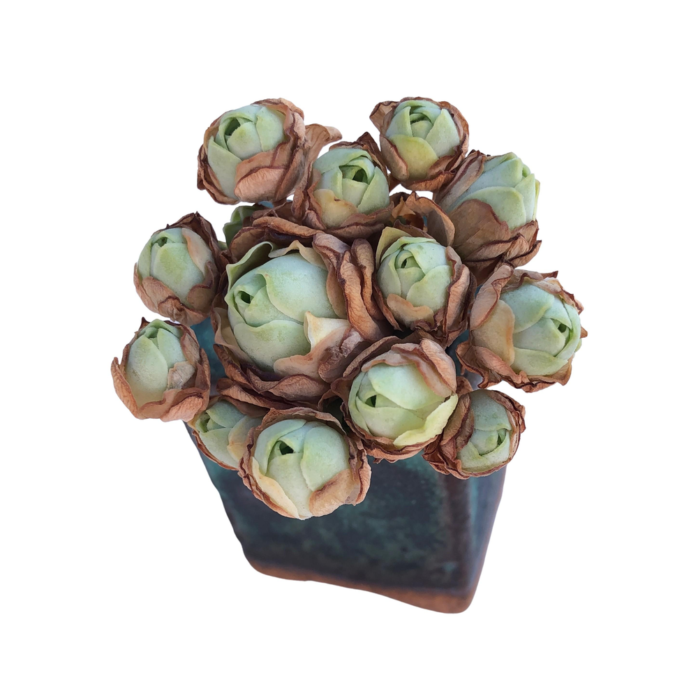 Greenovia Cluster