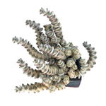 Crassula Perforata, Variegata