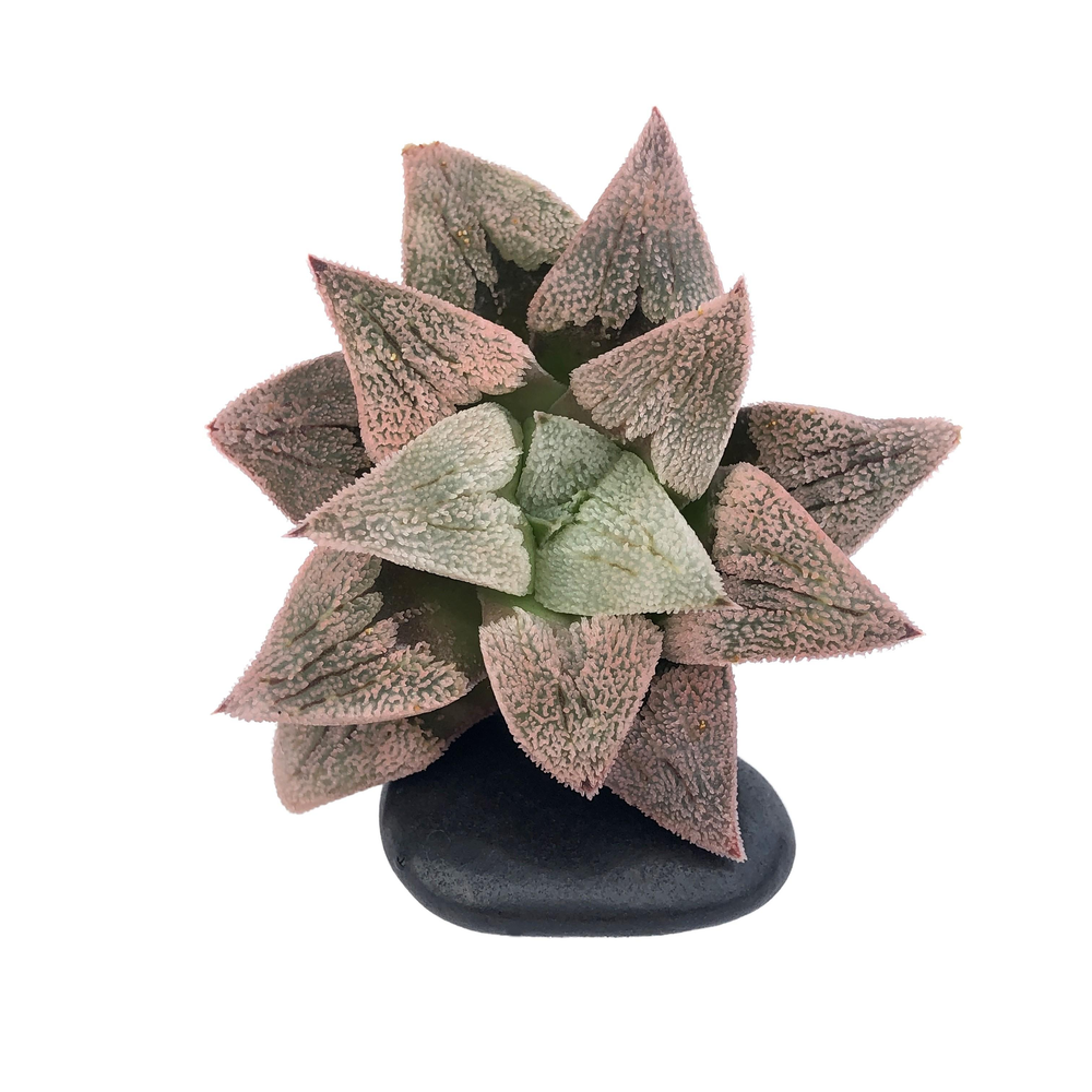 SALE! Haworthia Pygmaea Sp.