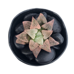 SALE! Haworthia Pygmaea Sp.