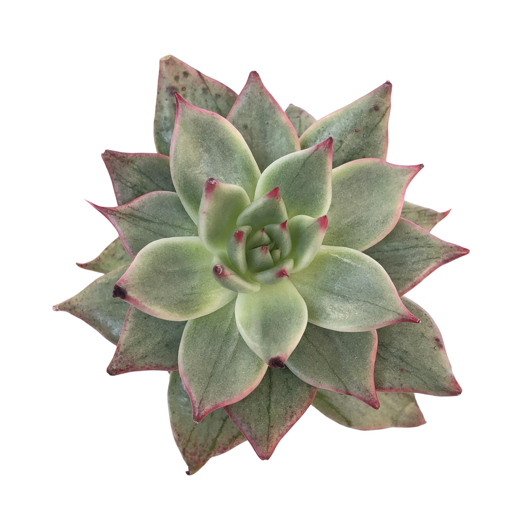 SALE! Echeveria Agavoides Leopard, Variegata – Cedar Creek Farmhouse