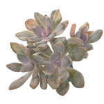 SALE! Pachyveria Pachyphytoides, Variegata