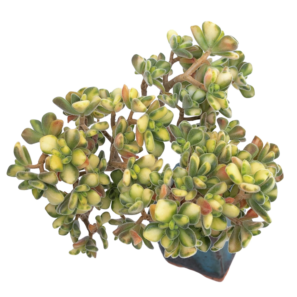 Aeonium Lindleyi, Variegata
