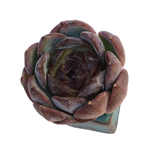 SALE! Echeveria Dark Opal