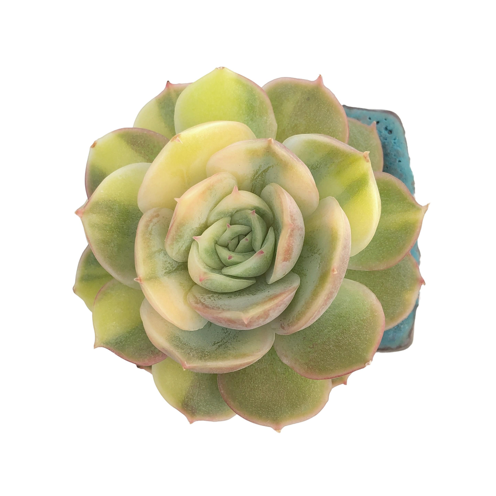 Echeveria Onslow, Variegata – Cedar Creek Farmhouse