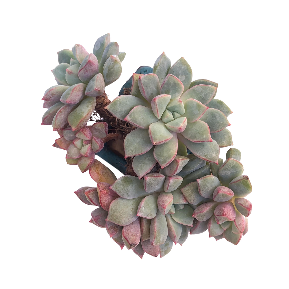 Echeveria Subcorymbosa Lau 030