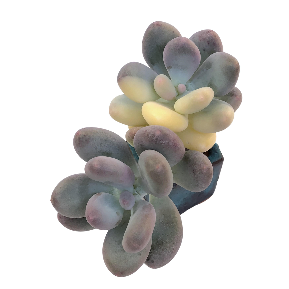 Pachyphytum Oviferum Momobijin, Variegata