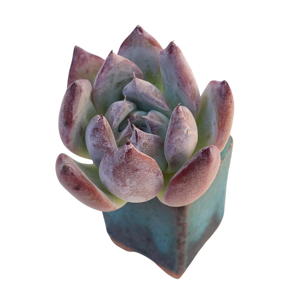 SALE! Echeveria Black Sabbath