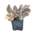 Cotyledon Orbiculata, Variegata, Cluster