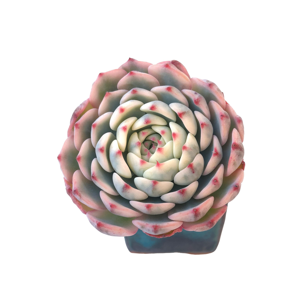 Echeveria Minima, Variegata