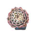 Echeveria Minima, Variegata