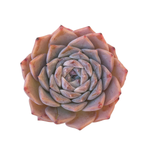 Echeveria Purple Elio