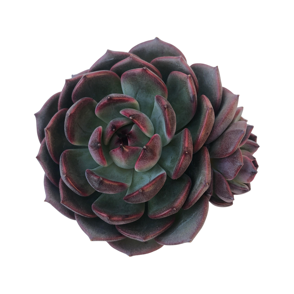 Echeveria Black Eyes