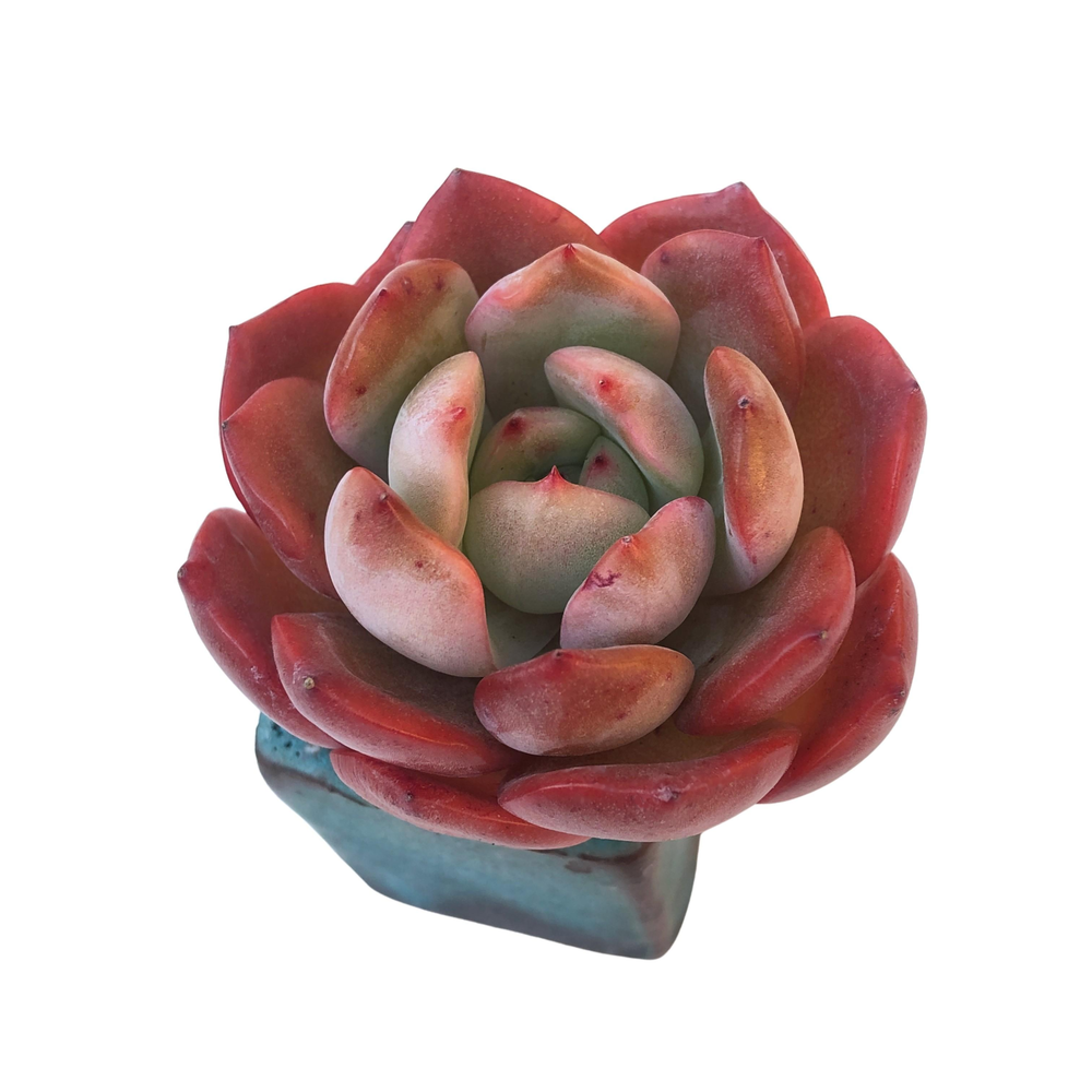 Echeveria Glam Pink