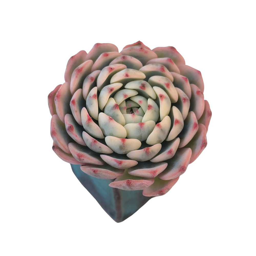 Echeveria Minima, Variegata