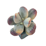 Cotyledon Orbiculata, Variegata