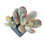 Cotyledon Orbiculata, Variegata