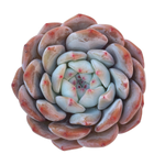 Echeveria Orange Monroe, Large