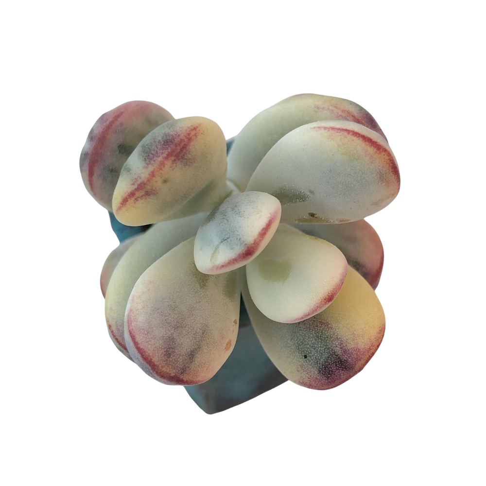 SALE! Cotyledon Orbiculata, Variegata
