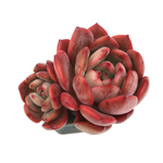 Echeveria Glam Pink, Double