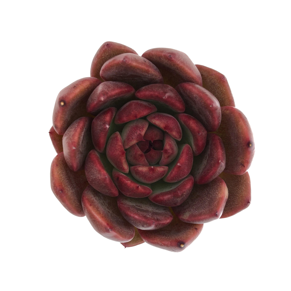 Echeveria Black Queen Hybrid