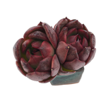 Echeveria Black Queen Hybrid, Double