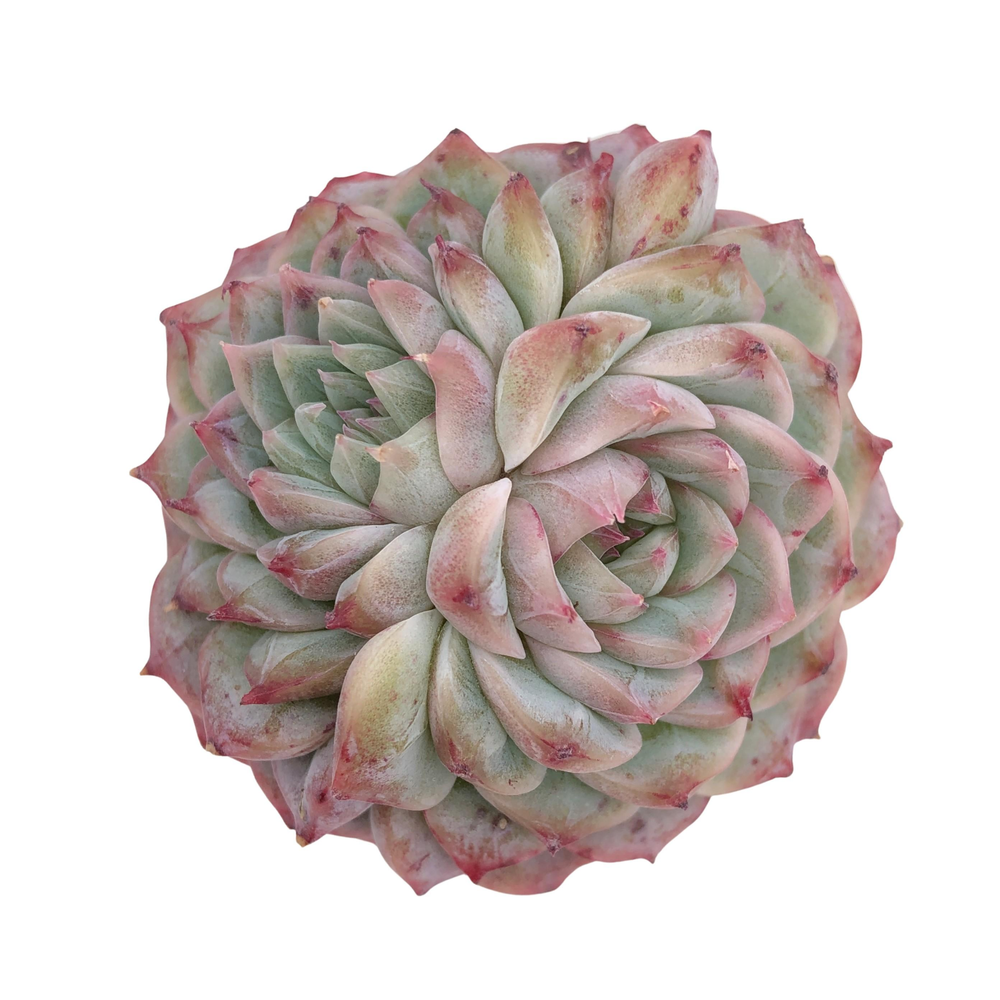 Echeveria Red Velvet, Double