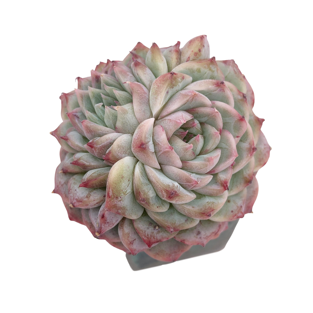 Echeveria Red Velvet, Double