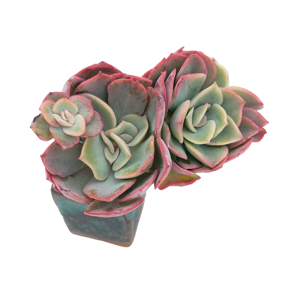 Echeveria Lexus