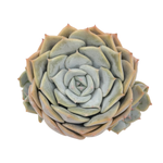 Echeveria Fluer Blanc