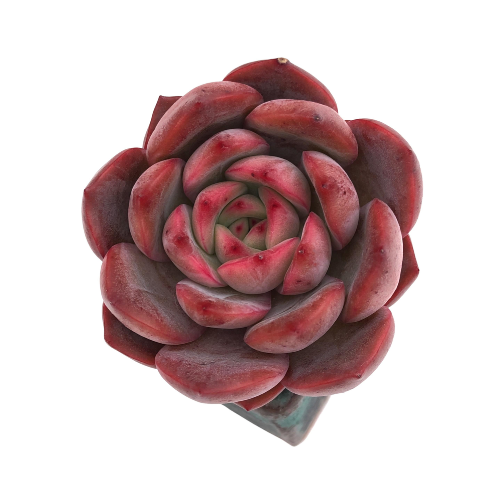 Echeveria Glam Pink