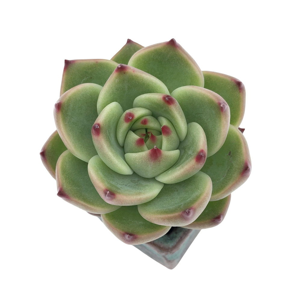 Echeveria Agavoides Blue Dragon