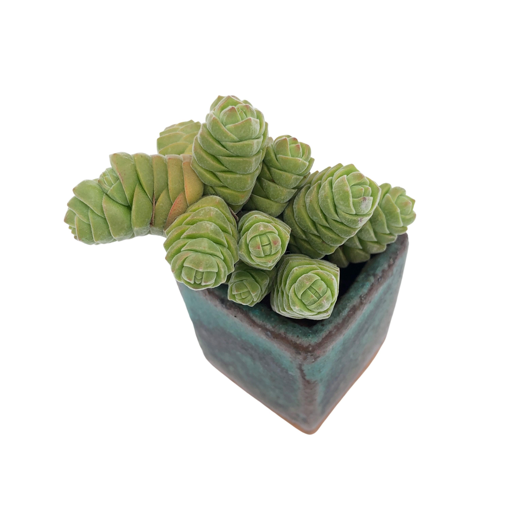 Crassula Columella, Cluster