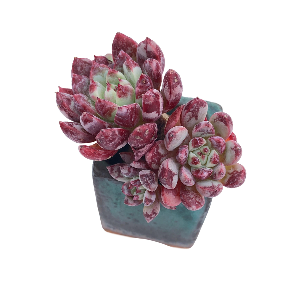 New Hybrid! Echeveria Boa, Cluster