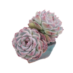 Echeveria Red Velvet, Double