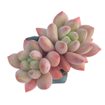 Pachyphytum Trisha, Double