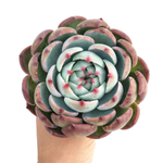 Echeveria Casio, Very Large