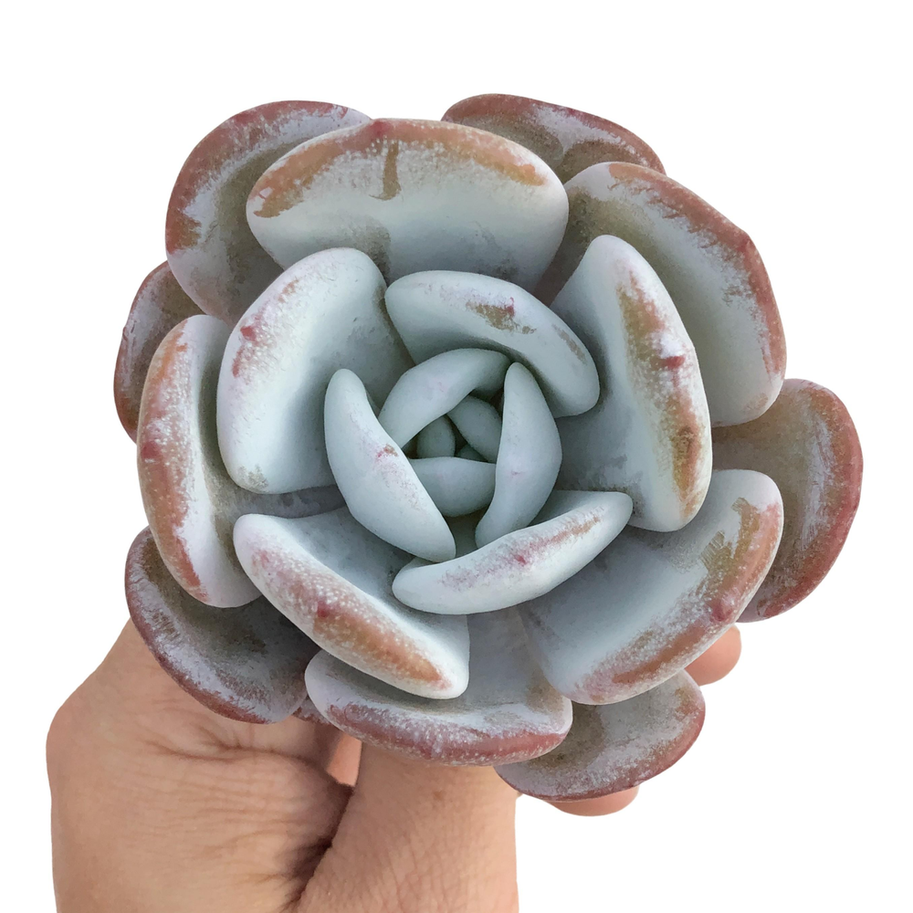 Echeveria Laui, Large