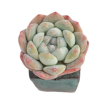 Echeveria Phantom of the Pink