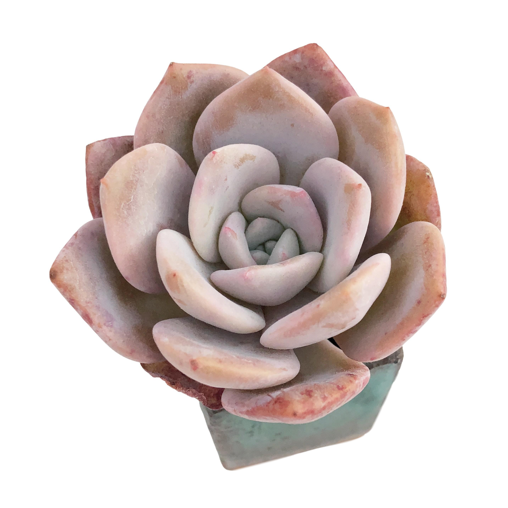 Echeveria La Bamba