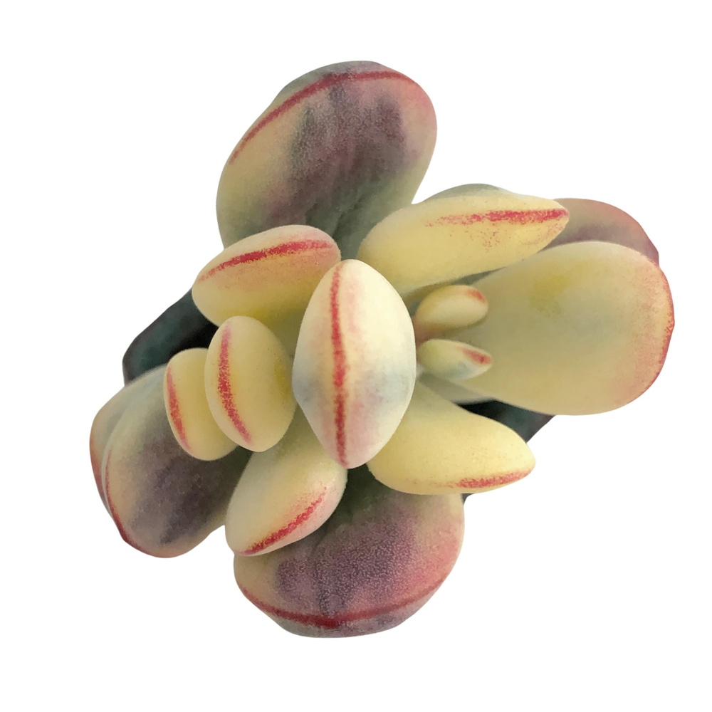 Cotyledon Orbiculata, Variegata