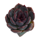 Echeveria Dark Chocolate