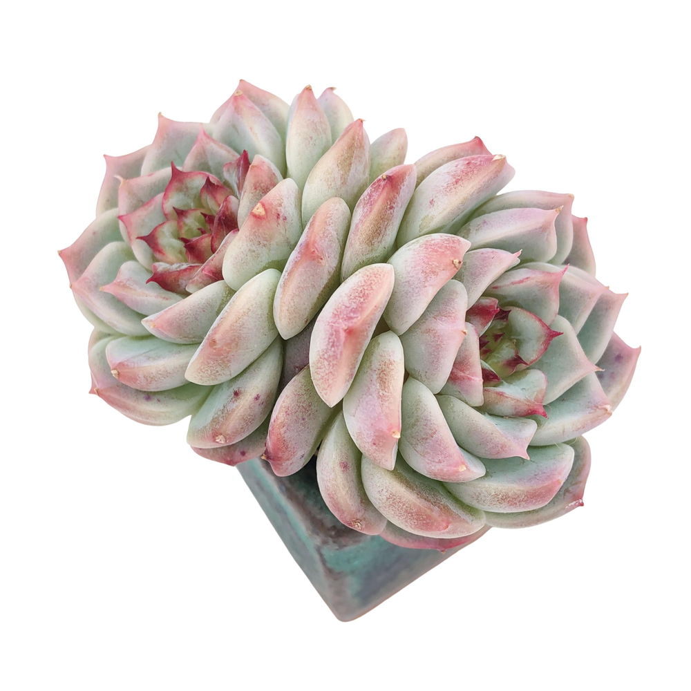 Echeveria Red Velvet, Double