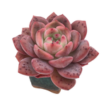 Echeveria Ariel