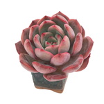 Echeveria Glam Pink