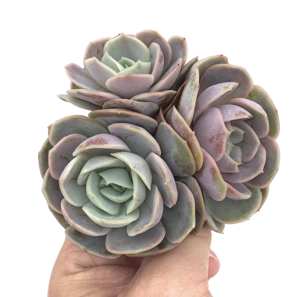 Echeveria Blue Surprise, Triple