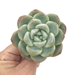 Echeveria Ice Green, Mature Specimen